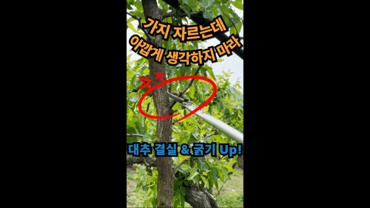 [대구군위] 대추 전정, 이 타이밍에 안 자르면 끝입니다!