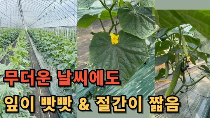 [강원 화천] 진짜입니다. 이 비료 썼더니 오이 잎부터 달라졌어요!